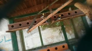 Cage Full Of Cockatiel Birds For Home Raise