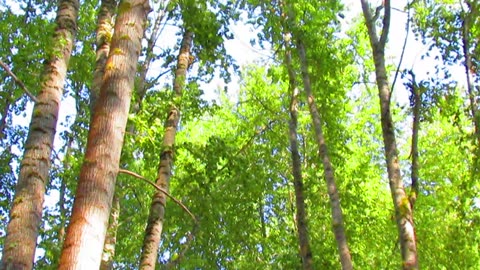 Walking in the woods praising God