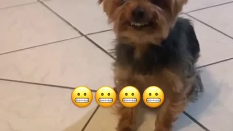 Yorkie Hilariously Reacts to Getting in Trouble