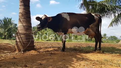 A jersey cow tied to a palm tree in a village farm