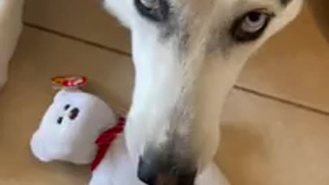 HUSKY DESTROYS $100,000 BEANIE BABY