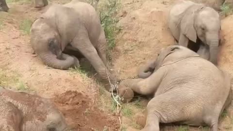 Baby elephants enjoying a mud bath 🐘