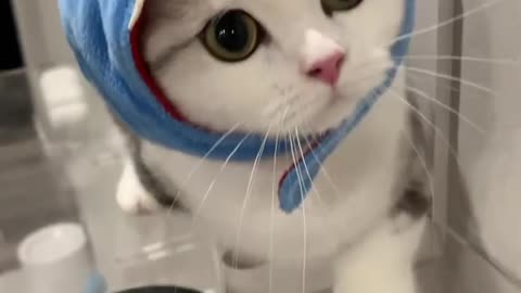 So cute must watch this cute cat