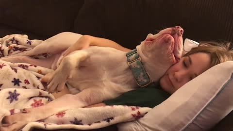 Pit Bull loves to snuggle with owner