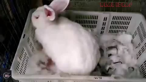 Watch how rabbits give birth, a really nice thing