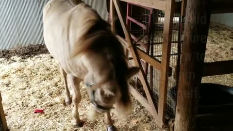 Baby horse saved from slaughter plays with grooming brush