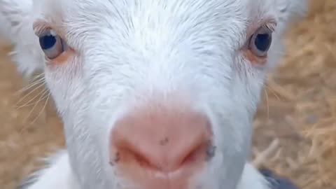 goat's kid sound #shorts #viral #animals #petlover #animalsounds #shortsvideo #ytshorts #viralvideo