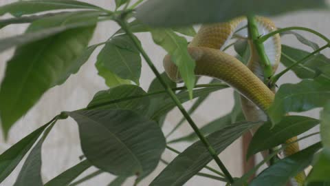 Pet snake on branches of an ornamental tree