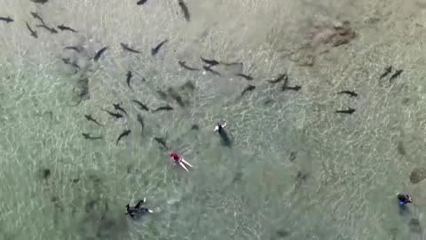 Drone footage shows herd of leopard sharks
