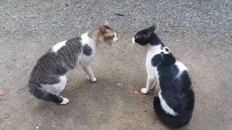 Cats Fighting with sound - Exclusive Video (Play with full sound)
