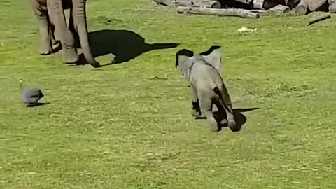 Cute Baby Elephant playing with Birds