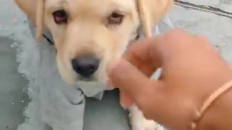 Labrador puppy Training l Balla Nehara l