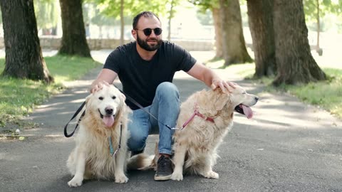 Cães de serviço: entenda como eles ajudam pessoas com deficiências.