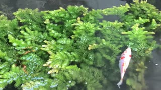 Hornwort Aquatic Plant