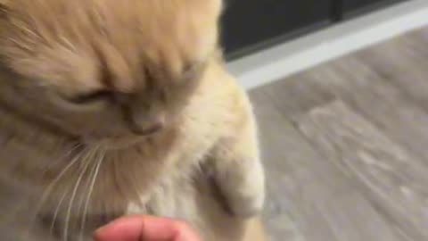 Cute cat head #cute pet debut plan