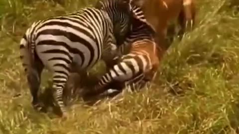 Tiger fights 🐅🐯