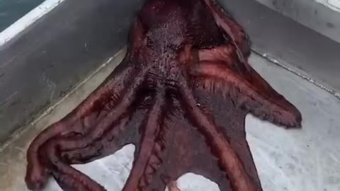 Giant Pacific Octopus Shapeshifter British Columbia