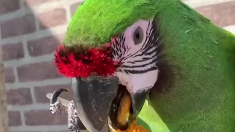 This Parrot Is Using A SPOON TO EAT