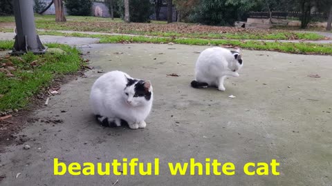 Beautiful white cats