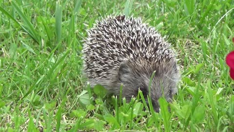 Cute little Hedgehog just sniffing away