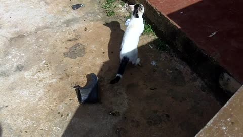 Cat Breastfeeds from Dog