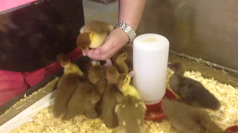 Ducklings Getting Petted