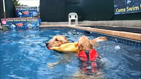 4 & 14 month old Golden Retriever Puppies swim with Chicken dog toy!