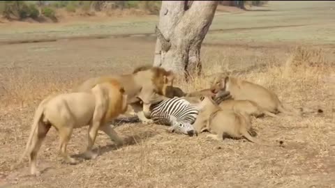 Lions Attack On Zebra Discovery