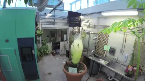 Perry the Corpse Flower Time lapse