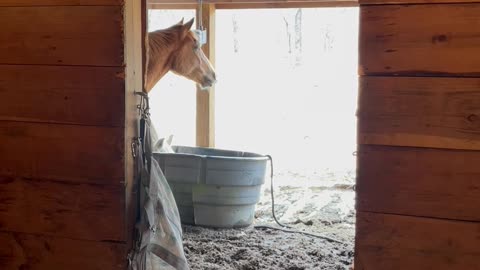 Humorous Horse has a Unique Way to Keep Himself Entertained