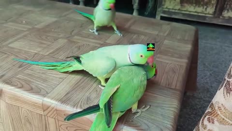 Ringneck Parrots Talking And Having Fun On Table