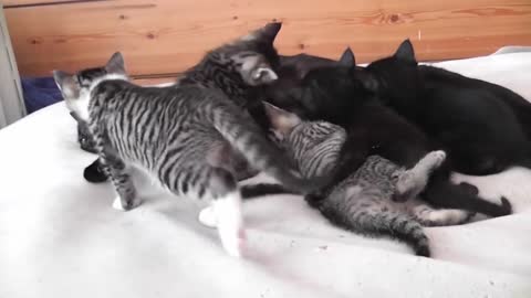 Precious Moment of Mama Kitty and Her Cute Kittens – This Will Warm Your Heart