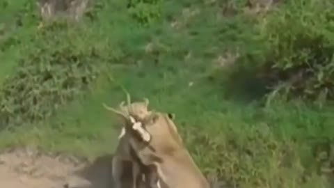 animals attackking other animals | wildlife animals