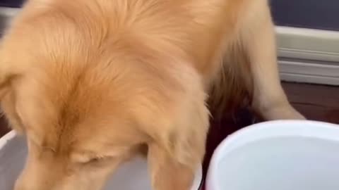 GOLDEN RETRIEVER SHIFT HER GOLDEN FISH PET.mp4