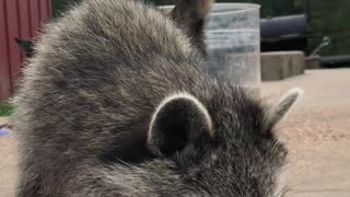 Raccoon Wants to Help Carve Pumpkins