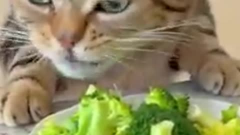 Vegetarian Cat