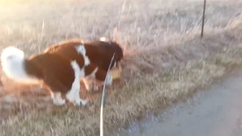 Huge Dog is Trained to Get Mail in a Basket