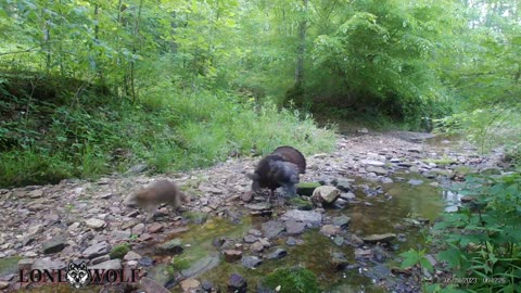 Turkey and raccoon chase each other on trail cam