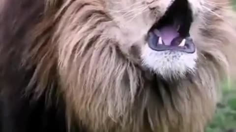 Lion become Angry The tiger stole the lion's food
