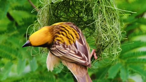 Weaver bird nesting #naturebeauty