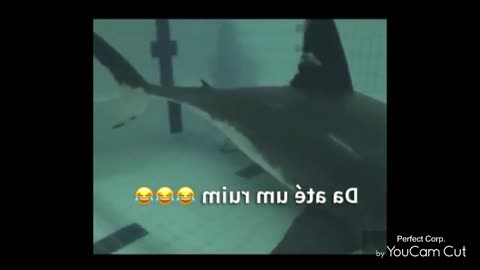 #sharkattack😬😵😮🦈