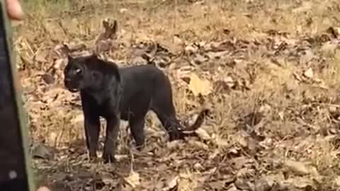 Very Rare Black Panther Climb on Tree