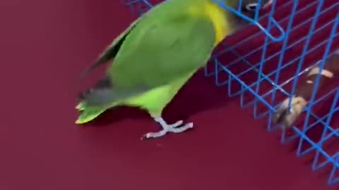 Smart Parrots Baby Animals Video