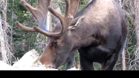 Long Draw Roadside Moose