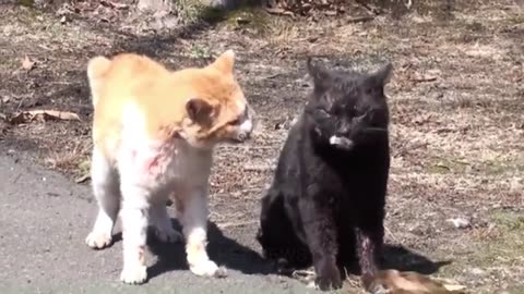 Funny cat fight