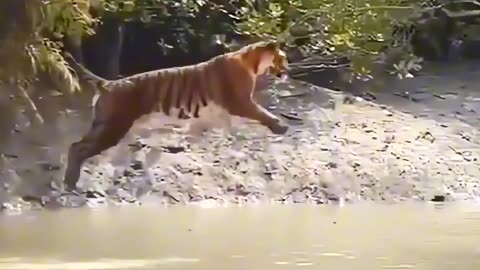 Have You Ever Seen A Tiger Jump