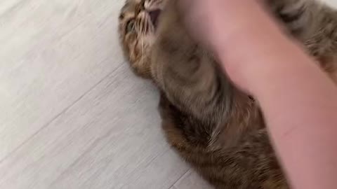 Fighting good kitten