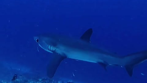 Have you seen a Thresher Shark before?