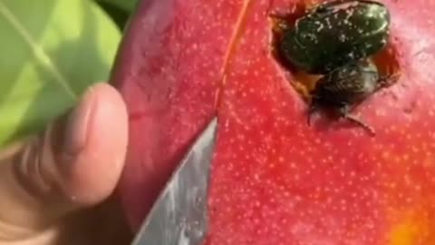 Relaxing Farm Fresh Ninja Fruit Cutting (Oddly Satisfying Fruit Ninja) 🥝🥥 #Shorts #fruit