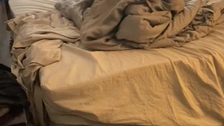 Pitbull Befuddled By Blankets